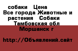 собаки › Цена ­ 2 500 - Все города Животные и растения » Собаки   . Тамбовская обл.,Моршанск г.